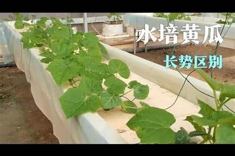 黄瓜打什么叶面肥黑绿