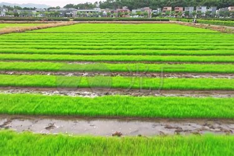 农村种植水稻时,喷施磷肥的话对水稻有影响吗？
