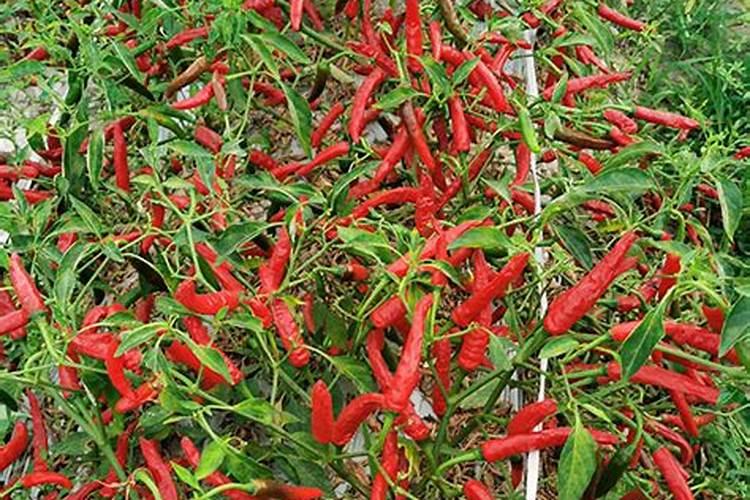 无公害朝天椒生产化肥施用原则是什么？