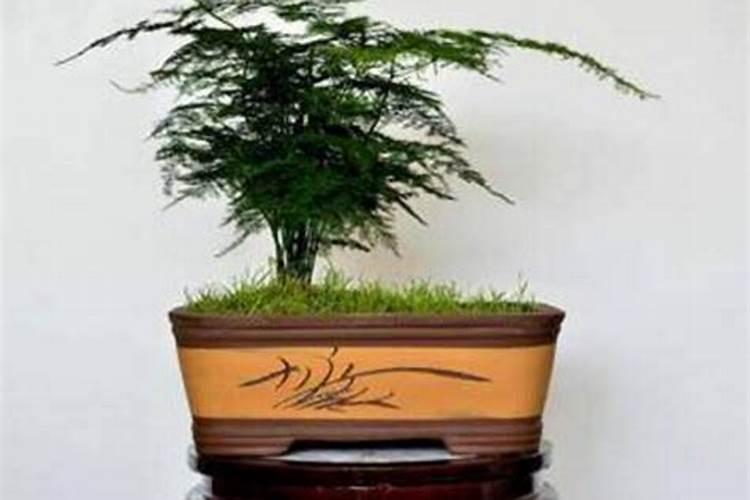 文竹怎么施肥,文竹施什么肥料好/氮肥为主