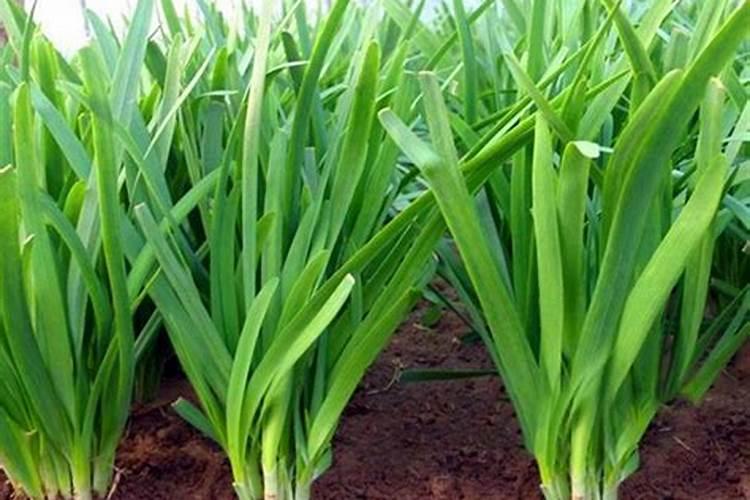 葡萄施什么肥料好