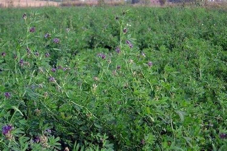 紫花苜蓿初期施什么肥料花卉百科