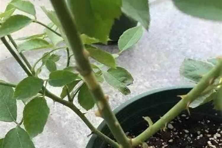 刚种的月季花刚出芽能浇营养液吗？