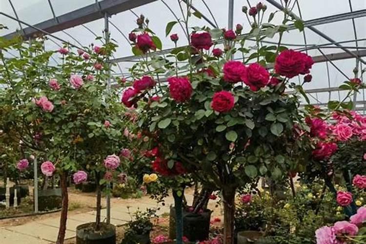 月季冒芽后如何施肥