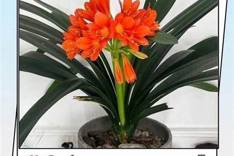 君子兰专用肥怎么用