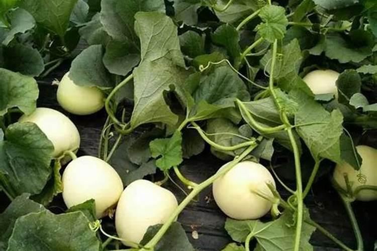 大棚西红柿啥时期冲施高磷肥？