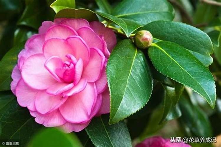 茶花冬天上什么肥