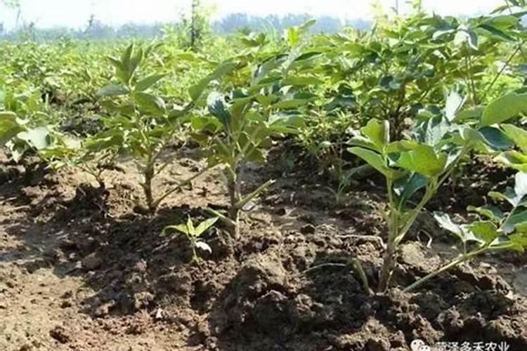 西红柿的种植用什么肥料好