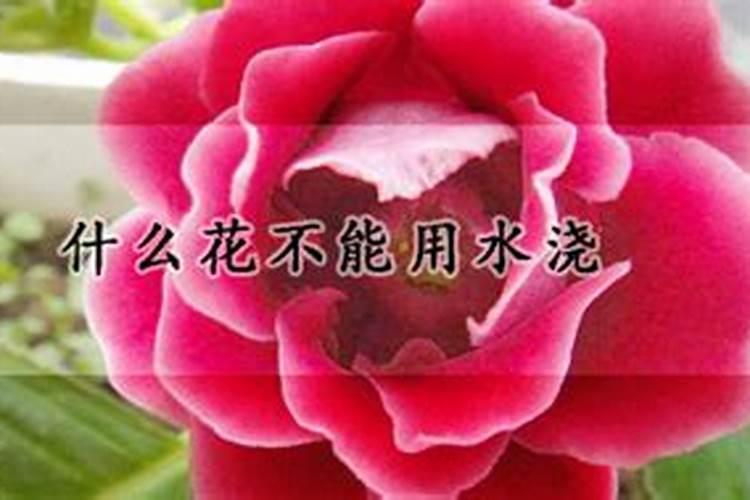 茶花开花期间可不可以叶面施肥.谢谢大家