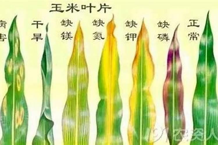 菜用玉米缺素症症状