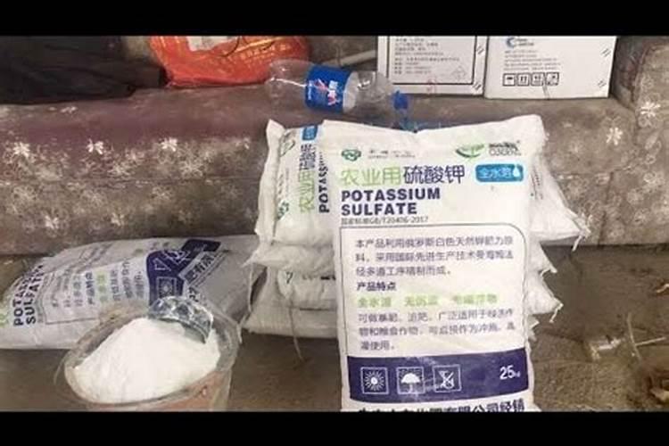 君子兰施什么肥容易开花