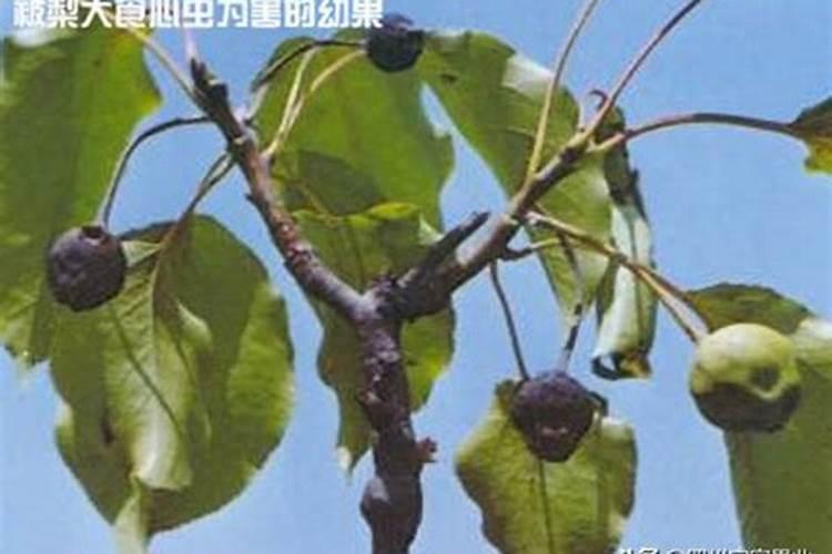 库尔勒香梨开花前期打什么(营养药
