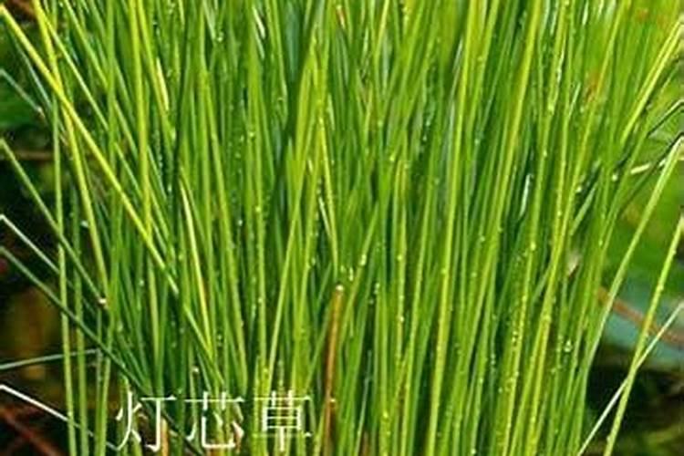 秋冬快到了家里养几盆“冻不死”的花就算冷了也能欣赏!