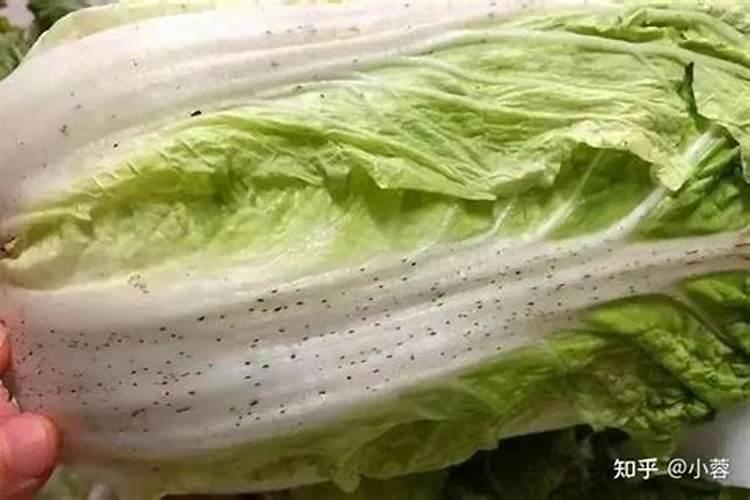 白菜干烧心病降低产量,白菜干烧心病症状是什么？