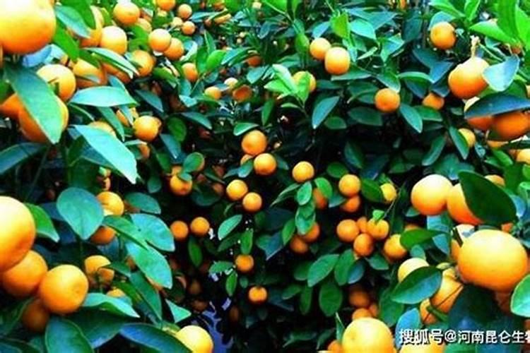 中国最好的果树叶面肥有哪些？