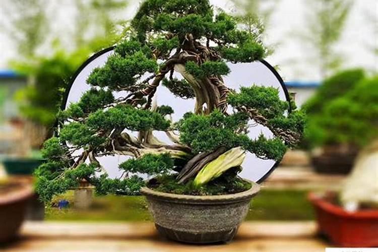 真柏盆景冬天叶子要喷水