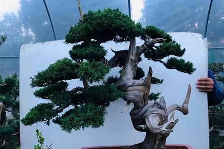 真柏盆景冬天叶子要喷水