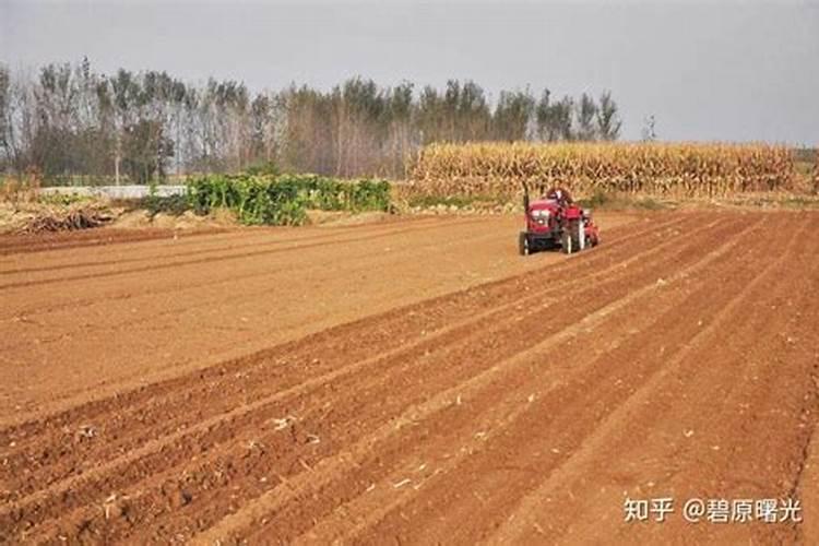 水稻分蘖肥需要用钾肥吗 怎么施肥效果好