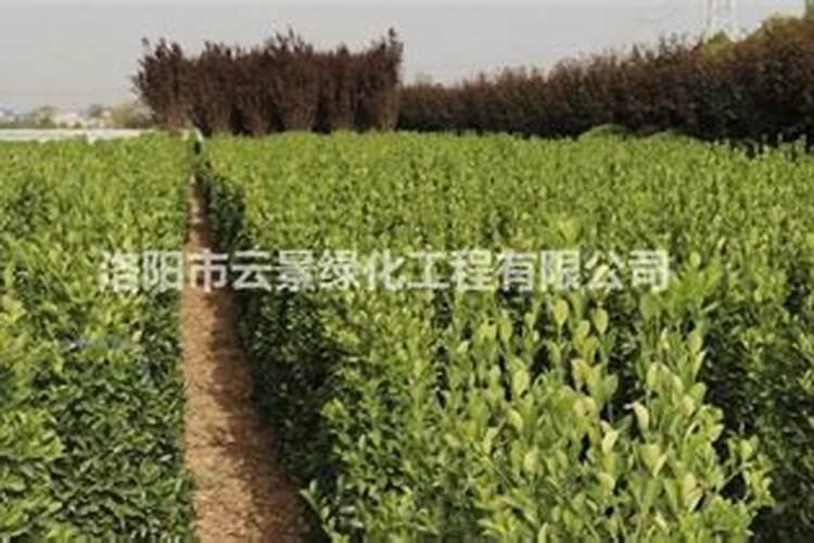 果树专用肥果树专用肥简介