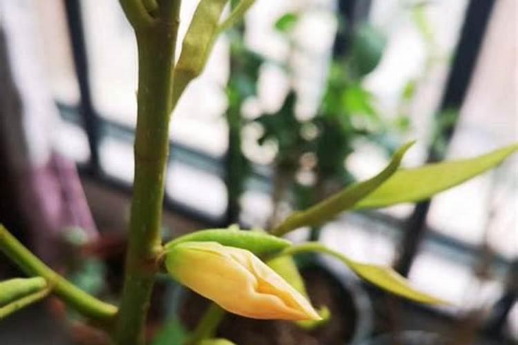 黄格兰花怎样种植技术