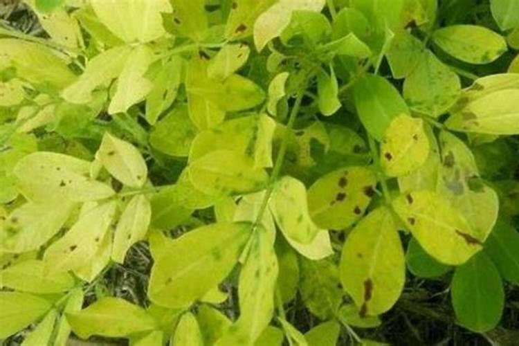 叶菜用什么叶面肥能使茎杆粗壮叶面肥大？