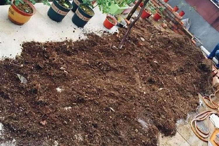 早春养桃蛋,只要方法得当,可以粉粉嫩嫩肥肥胖胖,如何养呢？