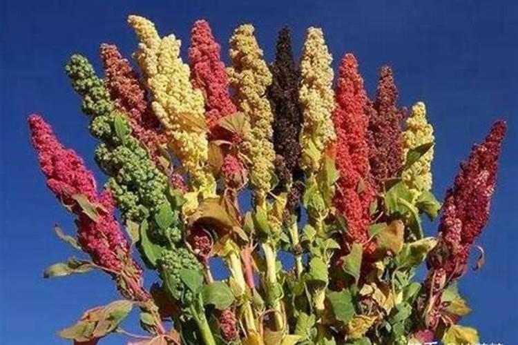 藜麦的种植时间和条件