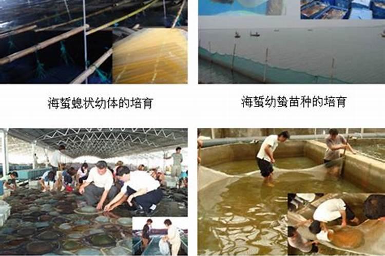 海蜇养殖池塘常见问题及解决办法都有哪些呢？