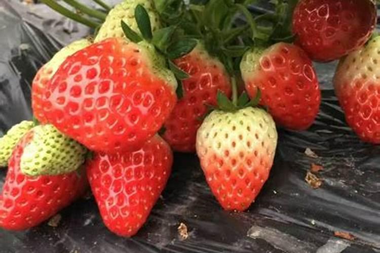 草莓施肥用什么肥料最好又可增产 用肥哪种最好