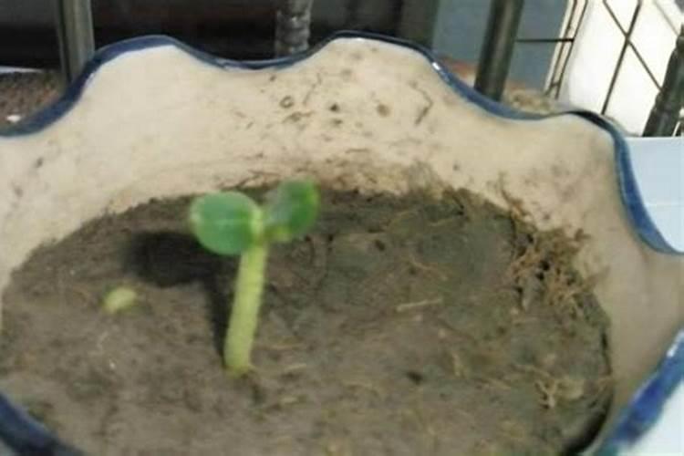 新栽果树树坑里怎样施底肥(定植肥施用方法及技术要点)