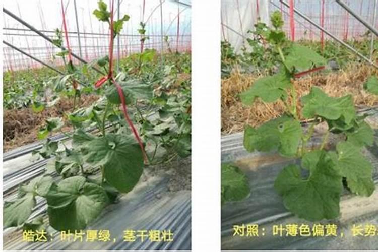 哈密瓜膨果期怎样施肥