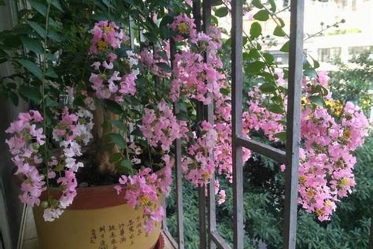 吃完的橘子皮不要丢,水里一泡成肥水,比5瓶营养液还还用!