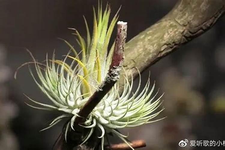 空气凤梨怎么施肥