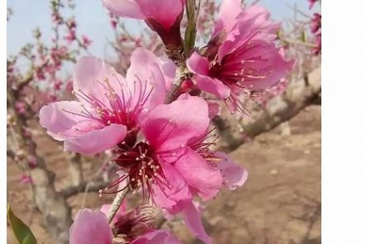 开花结果时施什么肥