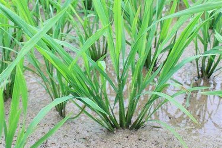 水稻钾肥什么时候施