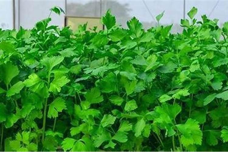 种香菜用什么肥料最好