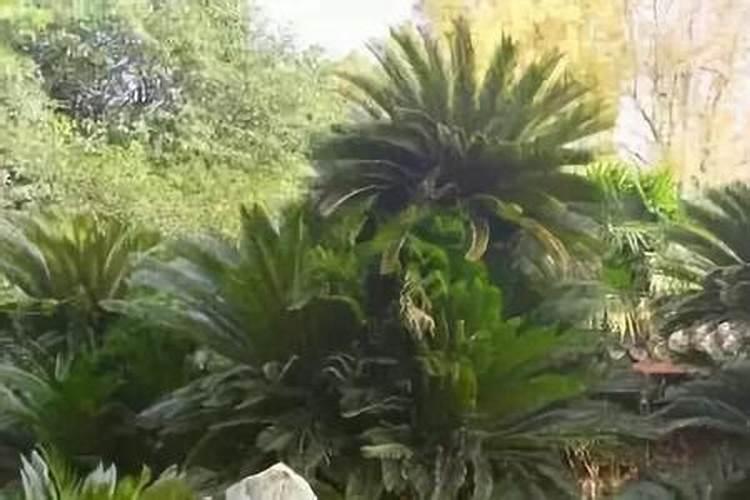 无根铁树球的栽培方法