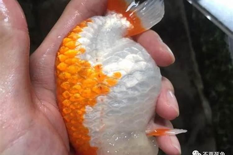 鱼的饲养养殖方法