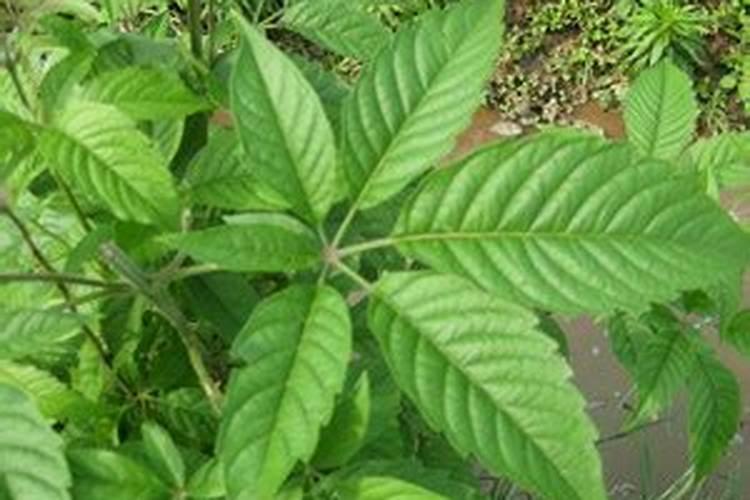 黄荆盆景的大忌讳,忌强光暴晒和水肥过多