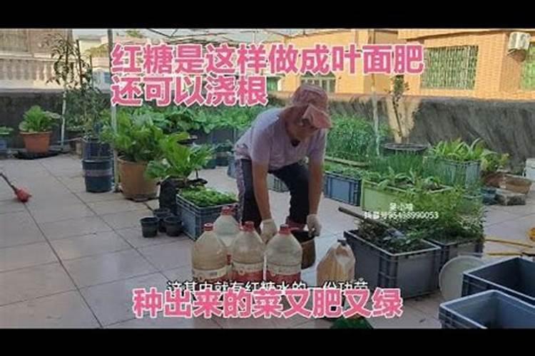 关于白粉病的防治方法