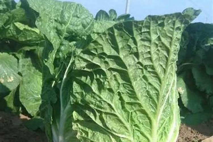 育的花菜白菜包菜苗出土后多少天可打点叶面肥？