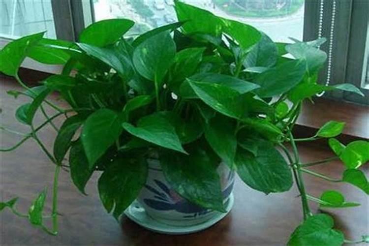 米兰花适合在室内养殖吗？用什么肥料可以更快开花？多久施肥一次？