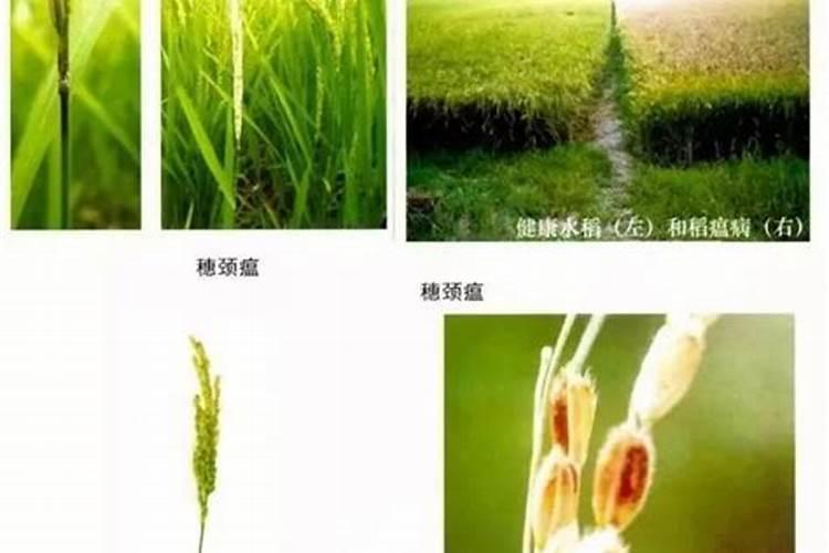 水稻发黄还得了稻瘟病怎么办