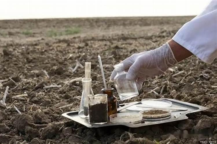 喷什么肥能使莲藕表皮光滑有光泽