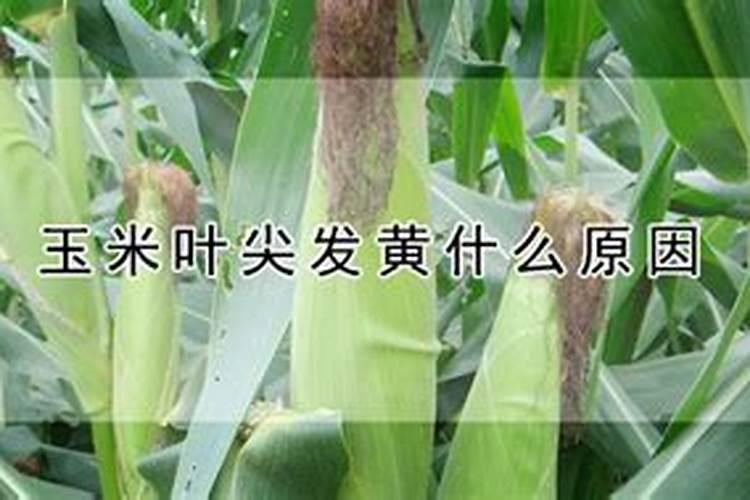 玉米黄叶白叶怎么办