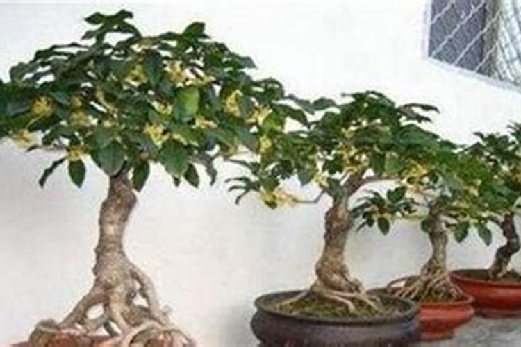桂花如何施肥