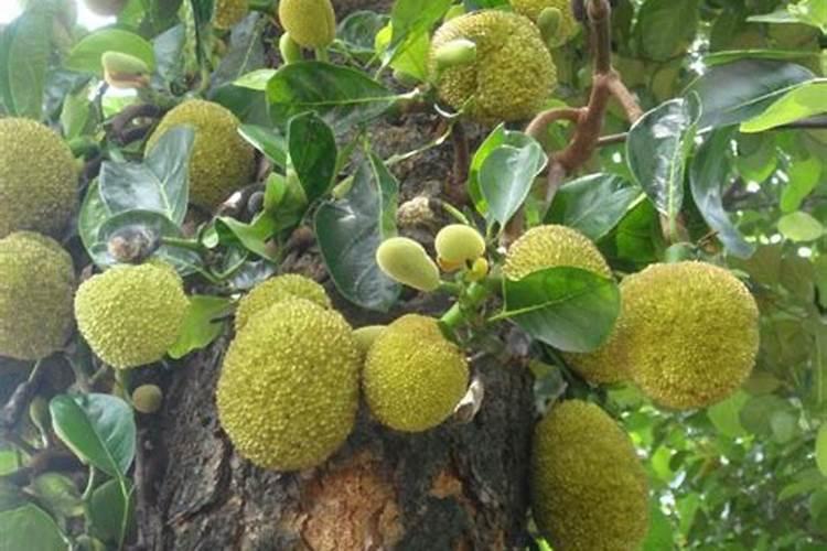 菠萝蜜种植后用什么肥料