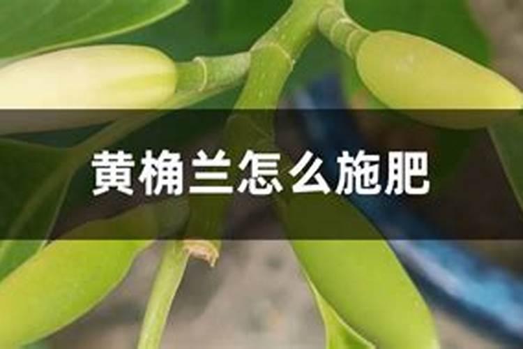 黄桷兰为什么不开花