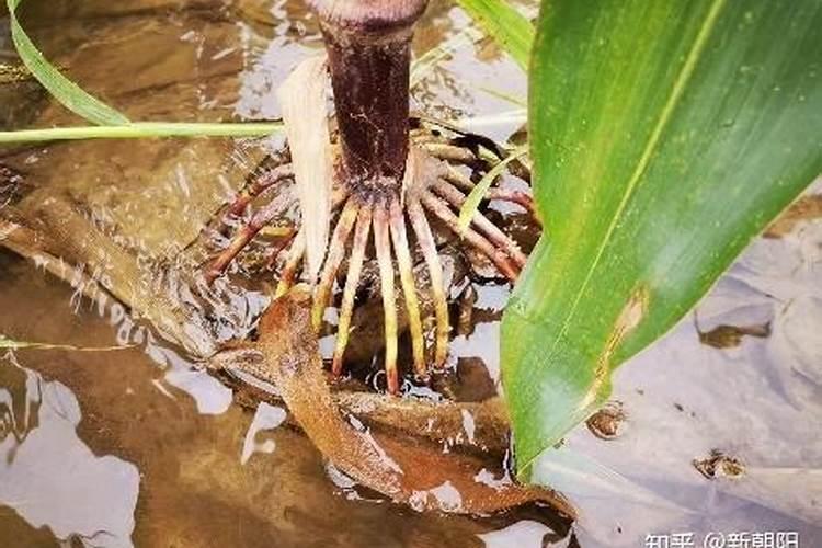 芸苔素可以灌根吗