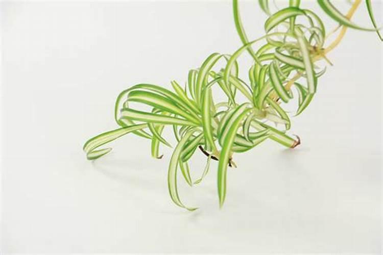 吊兰施什么肥好